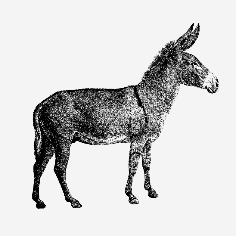 IXA_Donkey